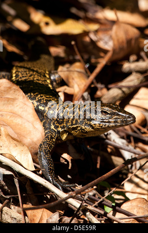 Goldene Teju versteckt sich in der Laubstreu (Tupinambis Teguixin) Stockfoto