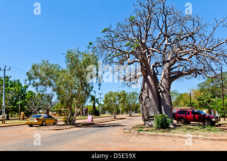 Australien, Western Australia, Derby, Ansicht von Boab besetzt Loch Street Stockfoto