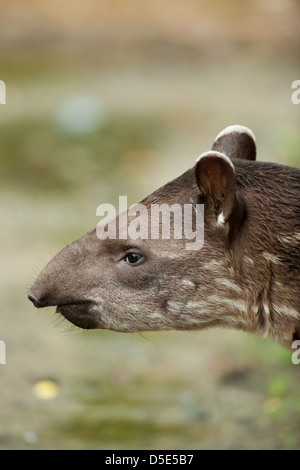 Eine juvenile südamerikanischen Tapir (Tapirus Terrestris) im ecuadorianischen Amazonas-Regenwald Stockfoto