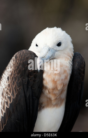 Eine weibliche Fregattvogel (Fregata Spp) Stockfoto