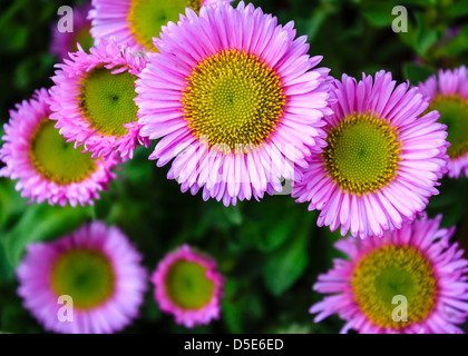 Cluster von rosa Gänseblümchen oder Astern, tiefgrüne grünen Hintergrund. Stockfoto