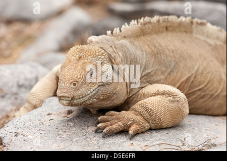 Ein Sante Fe Land Iguana (Conolophus Padillus) Stockfoto