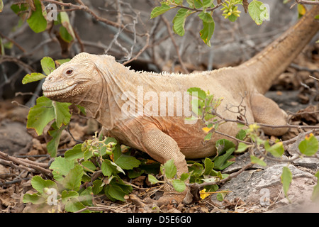 Ein Sante Fe Land Iguana (Conolophus Padillus) Stockfoto