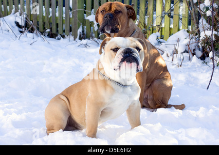 Eine britische Bulldogge suchen auf der linken Seite saß im Schnee Stockfoto