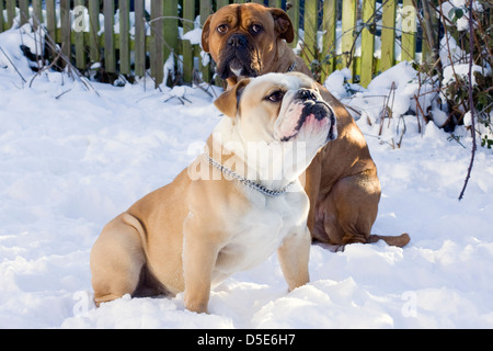 Eine britische Bulldogge suchen auf der linken Seite saß im Schnee Stockfoto