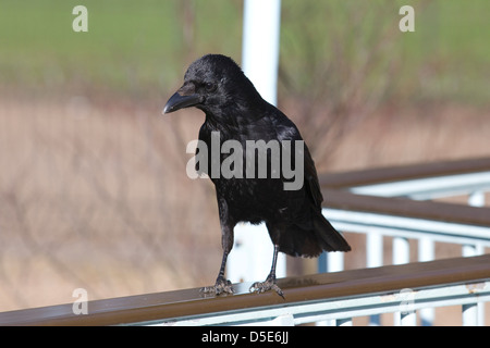 AAS-Krähe Corvus Corone Stood auf Geländer Stockfoto