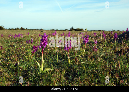 Lila Frühlingsblumen Stockfoto