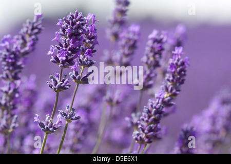 Lavendelfelder auf Snow hill Farm in die Cotswold Stockfoto