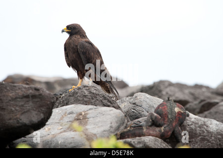 Galapagos-Falke (Buteo Galapagoensis) und eine Marine Iguana (Amblyrhynchus Cristatus) Stockfoto