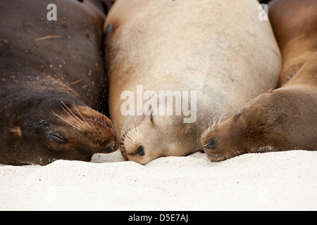 Drei Galapagos Sealions (Zalophus Wollebaeki) kuscheln sich schlafend am Strand Stockfoto