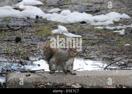 Baum Eichhörnchen, Profile, auf eine konkrete Parkhaus, tagsüber, matschig 'Spätwinter'. Stockfoto