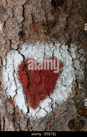 Herz auf der Rinde eines Baumes gezeichnet Stockfoto