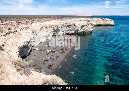 Eine Kolonie von Seelöwen am Strand südlich von Puerto Madryn, Argentinien. Stockfoto