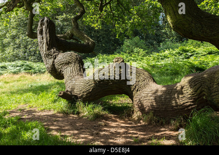 Twisted alten englischen Eiche Zweig in der National Forest, Ticknall, Derbyshire, England, Großbritannien Stockfoto