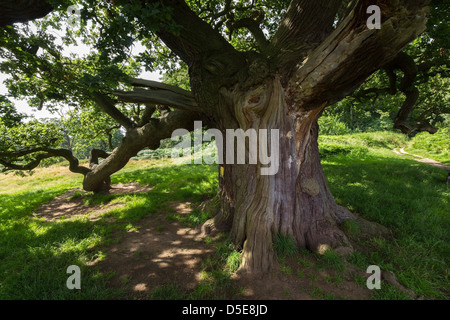 Alte englische Eiche in der National Forest in der Nähe von Calke Abbey, Ticknall, Derbyshire, England, Großbritannien Stockfoto