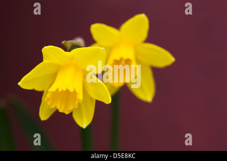 Narzissen "Tete ein Tete" Blumen vor einem dunklen Hintergrund. Stockfoto