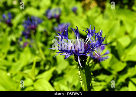 Ausdauernde Kornblume (Centaurea Montana) Stockfoto