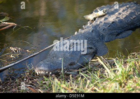 Florida Gator in den Sumpf, Gator Kühlung im Schatten, Alligator, Gefahr, draußen zu halten, achten Sie auf Alligatoren Stockfoto