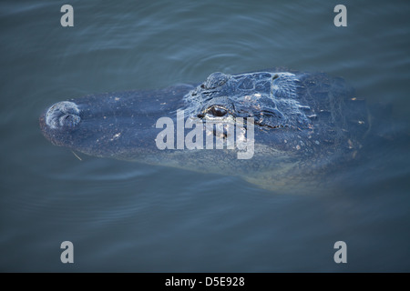 Amerikanischer Alligator-Kopf ergibt sich aus dem Wasser Florida Everglades Stockfoto