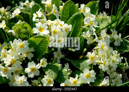 Primeln in Blume North Nottinghamshire, England Stockfoto