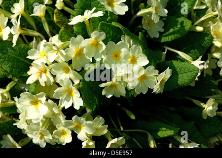 Primeln in Blume North Nottinghamshire, England Stockfoto