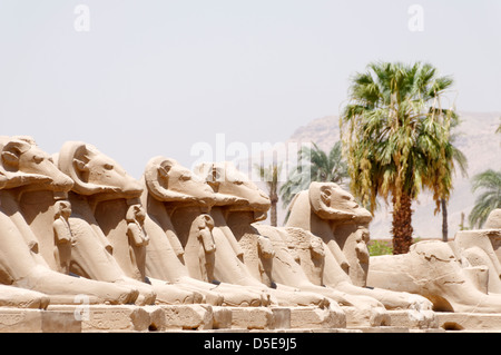 Sitzende Widderköpfige Sphingen, die bilden einer Allee und führt hinauf zu den ersten Pylon auf dem Tempel des Amun von Karnak. Ägypten. Stockfoto