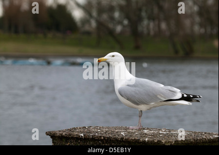 Europäische Silbermöwe Larus Argentatus thront auf einem Pfosten mit einem See im Hintergrund Stockfoto