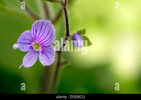 Heide-Ehrenpreis (Veronica Officinalis) in Blüte, England, UK Stockfoto