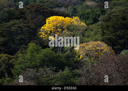 Gold-Bäume, sci.name; Tabebuia Guayacan, in der Nähe von Gamboa Soberania Nationalpark, Republik von Panama. Stockfoto