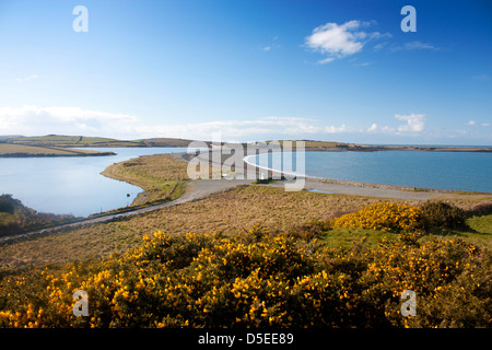 Cemlyn Bay Strand und die Lagune im Frühjahr mit gelben Ginster Blumen im Vordergrund Anglesey North Wales UK Stockfoto