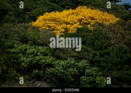 Gold-Bäume, sci.name; Tabebuia Guayacan, in der Nähe von Gamboa Soberania Nationalpark, Republik von Panama. Stockfoto