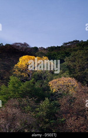 Gold-Bäume, sci.name; Tabebuia Guayacan, in der Nähe von Gamboa Soberania Nationalpark, Republik von Panama. Stockfoto