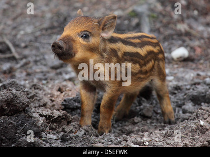 Wildschwein-Ferkel (Sus Scrofa) inmitten der Wälder. Stockfoto