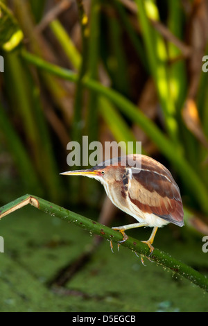 Wenigsten Rohrdommel - grüne Cay Feuchtgebiete - Boynton Beach, Florida USA Stockfoto