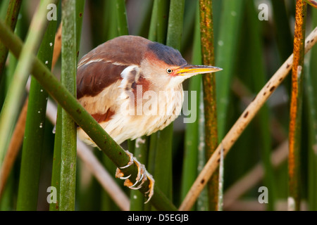 Wenigsten Rohrdommel - grüne Cay Feuchtgebiete - Boynton Beach, Florida USA Stockfoto