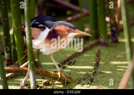 Wenigsten Rohrdommel - grüne Cay Feuchtgebiete - Boynton Beach, Florida USA Stockfoto