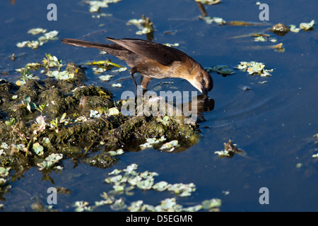 Boot-angebundene Grackle (weiblich) - grüne Cay Feuchtgebiete - Boynton Beach, Florida USA Stockfoto