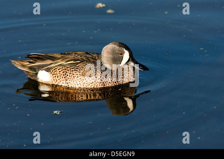 Blue-winged Teal (männlich) - grüne Cay Feuchtgebiete - Boynton Beach, Florida USA Stockfoto