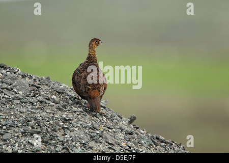 Weibliche Moorschneehuhn (Lagopus Lagopus Scoticus) stehend auf einem Haufen Schutt Stockfoto