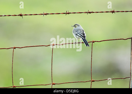 Juvenile Trauerschnäpper Bachstelze (Motacilla Alba) thront auf einem rostigen Drahtzaun unter einer Auflage von Stacheldraht Stockfoto