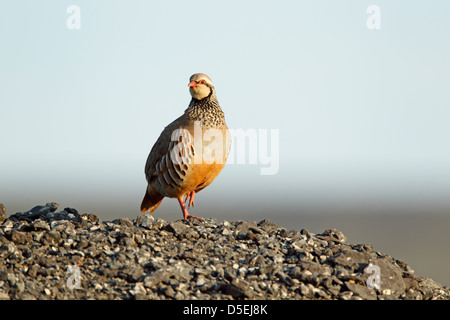 Rothuhn (Alectoris Rufa) steht mit einem Bein erhöht auf einem Hügel von Schutt und in der frühen Morgensonne aalen Stockfoto