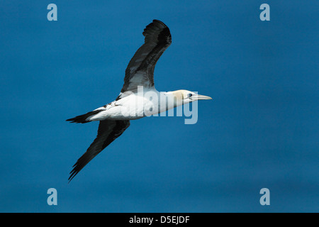 Reservieren Sie 3. bis 4. Jahr Basstölpel (Morus Bassanus) in Seitenansicht Flug gegen ein blaues Meer an Bempton Klippen RSPB Stockfoto