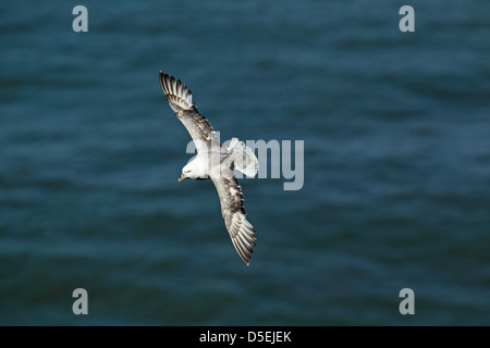 Fulmar (Fulmarus Cyclopoida) im Flug mit Flügeln offen und Rückleuchten gegen ein blaues Meer Bempton Klippen RSPB Reserve gesetzt angefacht, Stockfoto