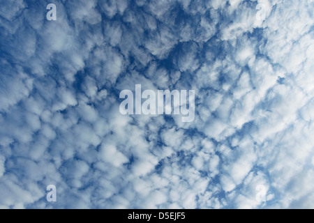 Altocumulus Floccus Wolke Muster weiße kugelförmige Wolke Formen vor blauem Himmel Stockfoto