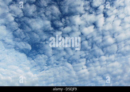 Altocumulus Floccus Wolke Muster weiße kugelförmige Wolke Formen vor blauem Himmel Stockfoto