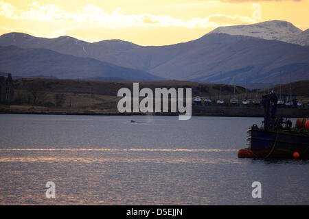 Oban, Großbritannien. 30. März 2013. Einen großen Pottwal spritzenden Wasser verbringt den Tag in Oban Bay in der Nähe von Kerrera in der Oban & Lorn District of Scotland Stockfoto