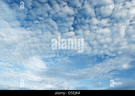 Altocumulus Wolkenmuster weiße Wolke Formen vor blauem Himmel Stockfoto