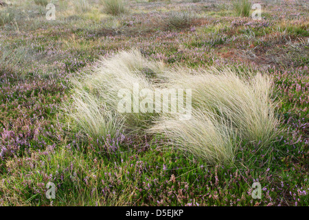 Schaf Schwingel (Festuca Ovina) Rasen wächst unter Heidekraut (Calluna Vulgaris) Stockfoto