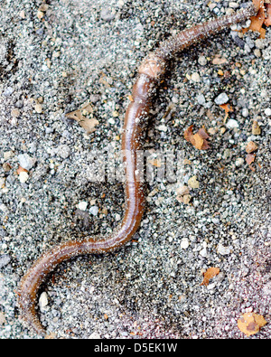 Regenwurm im Kies Stockfoto