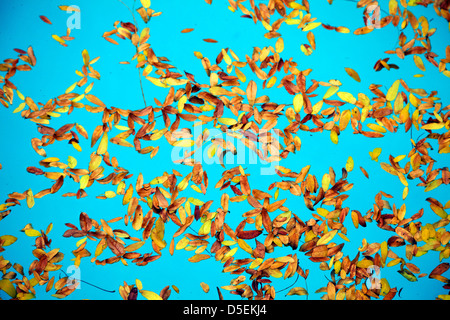 Robinie lässt im Wasser schwimmende Stockfoto